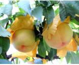 水蜜桃包上黄色袋子，防止虫子保护水蜜桃，阳山水蜜桃汁多味甜